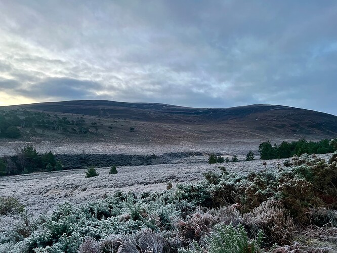 Frosty landscape