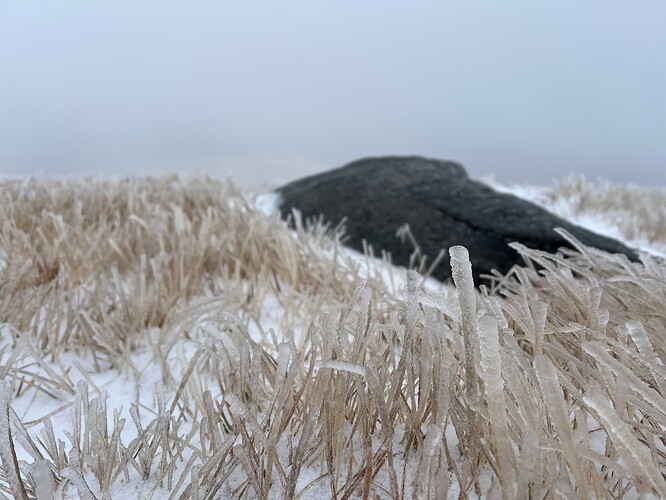 Frozen grass