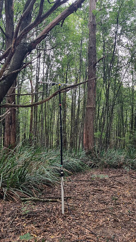 Antenna resting in tree