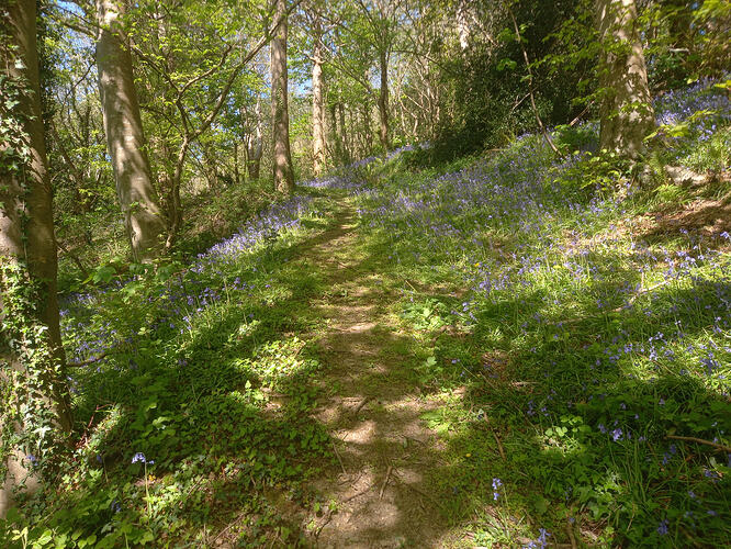 Bluebells on the approach up