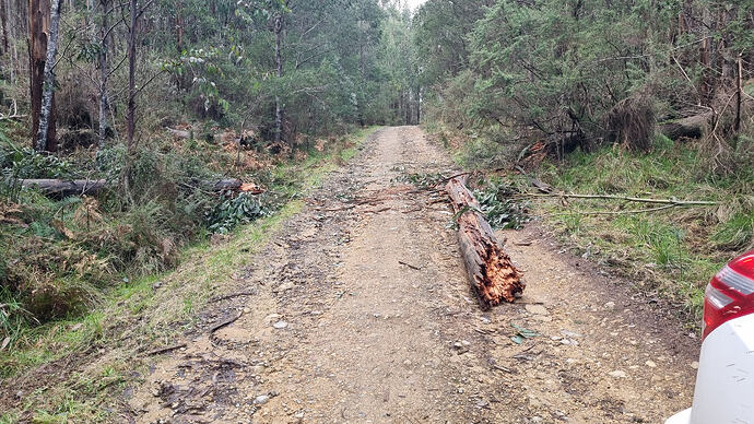 Cleared pathway to the trailhead