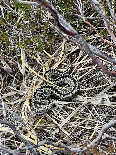 Adder!