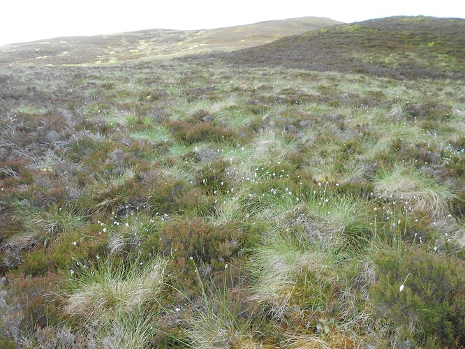 CS100 DUN COILLICH, 15-06-24 (5)