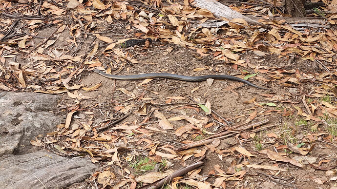 Lowland copperhead snake