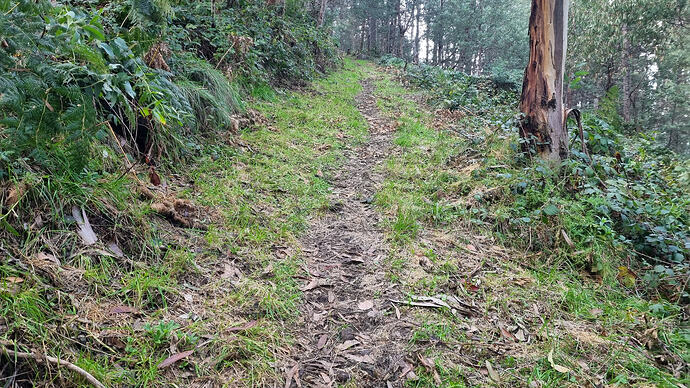 The hiking track about 600 m walk from the start.