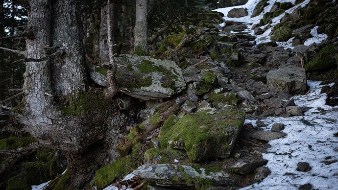 Old trees with moss-covered trunks.