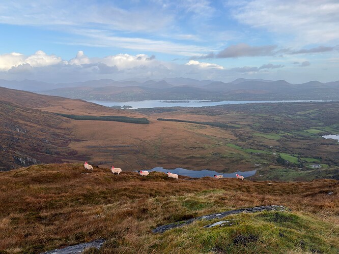 These sheep accompanied me most of the time while on the shallow saddle between Knocknagorraveela NE and Knocknagorraveela proper. A farmer was later looking for them. The slope on the very left is of Derrysallagh.