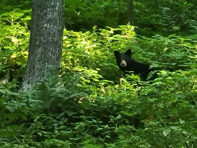 Bear