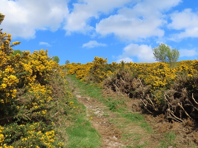 Gorse lined path on Brimmond Hill