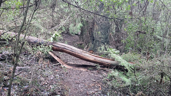Recently fallen tree on the hike to Mt Disappointment.