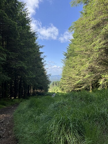 Ascending Cairnsmore of Fleet: through the conifers