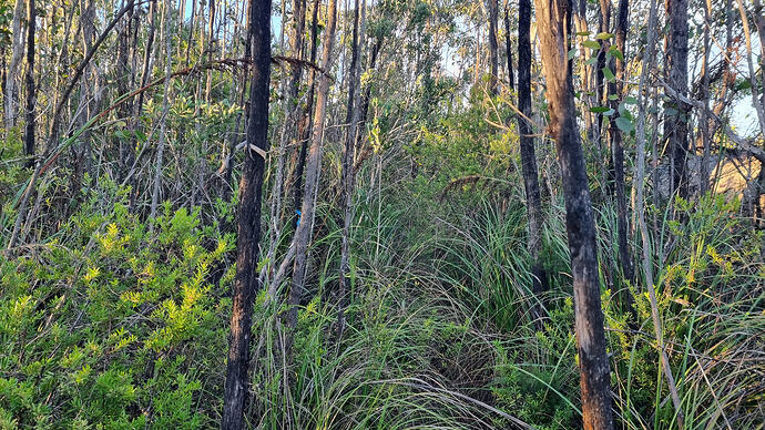 Uncleared track towards the summit.