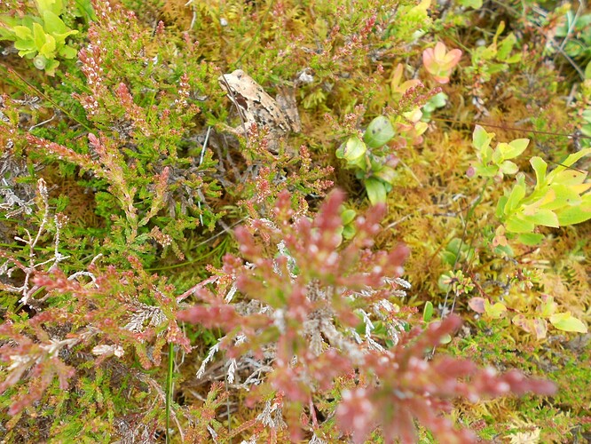 CS100 DUN COILLICH, 15-06-24 (26)