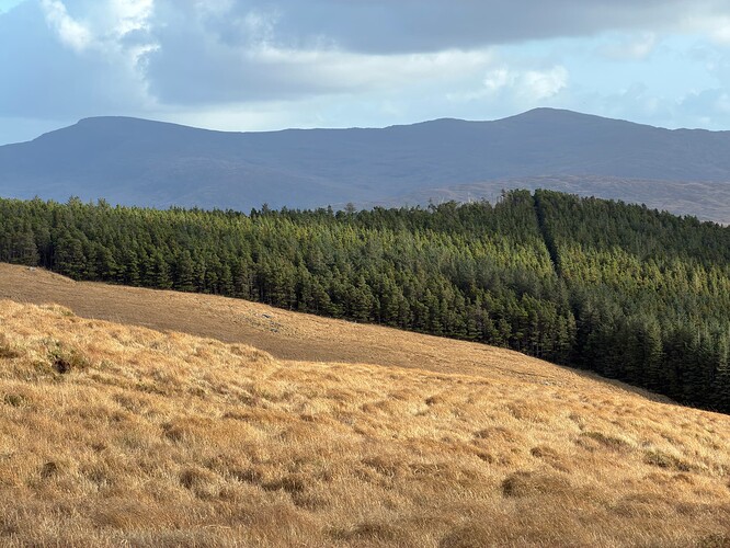 Yellowish grass like this dominated the landscape.