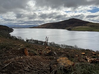 Felled area towards Mynydd Nodol