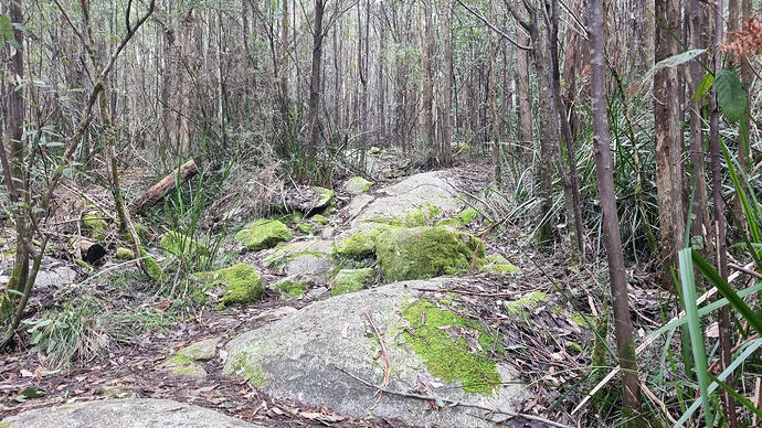 Large mossy rocks on the hike to Mt Disappointment.