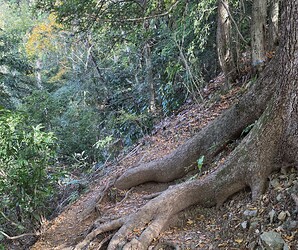 Tree routes blocking the narrow path - path goes up behind large tree on right - steep drop on left