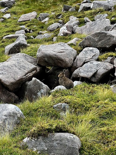A calm hare