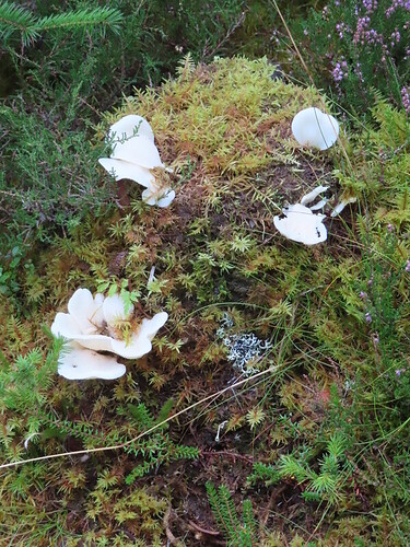 Clash Woods fungi