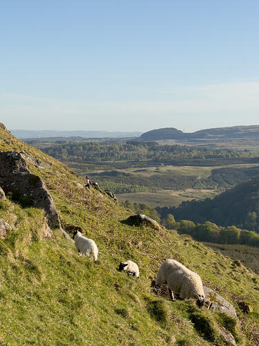 Lambs on the steep slopes towards Dumgoyne