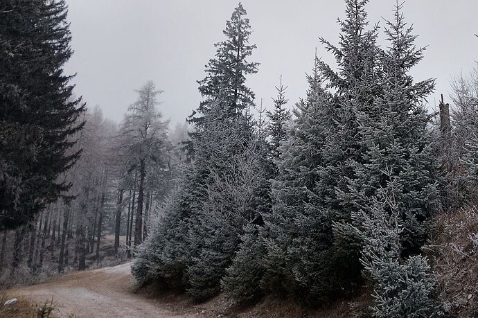 Rime