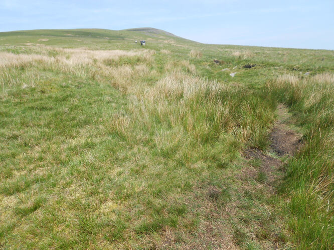 NP7 Ingleborough, 27-05-26 (9)