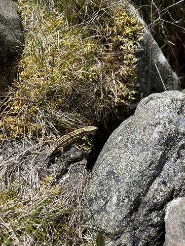 Tap o'Noth Lizard