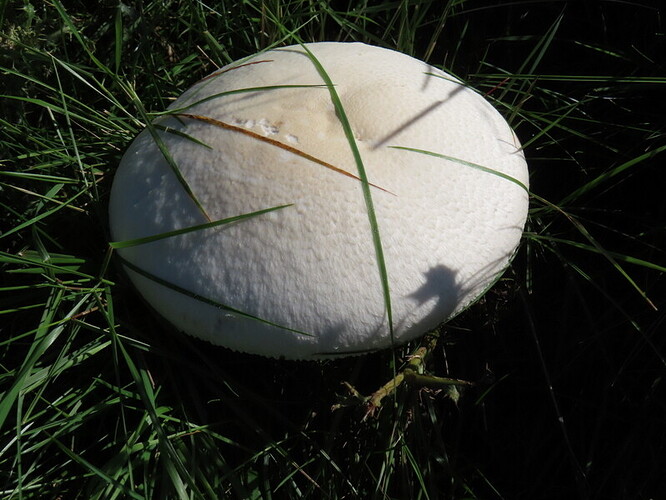 Fungus on ascent Shilhope Law