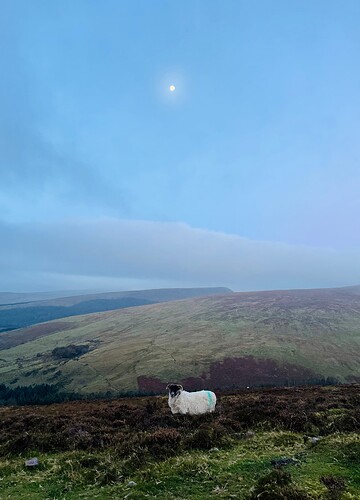 The moon and the shoop (singluar of sheep).