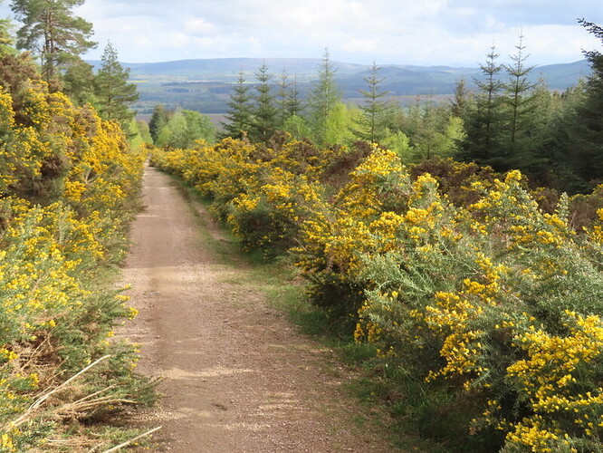 Gorse lined descent track