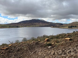 Felled area towards Arenig Fawr