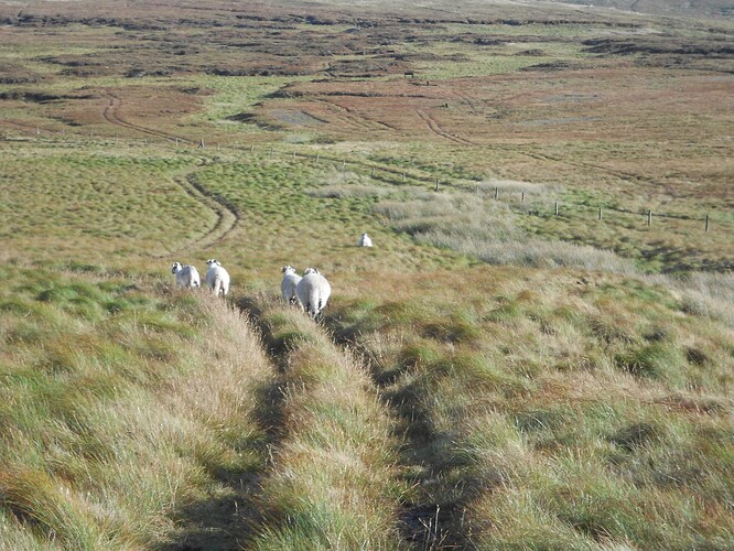 NP6 Gt.Shunner VHF, 22-10-25 (70)