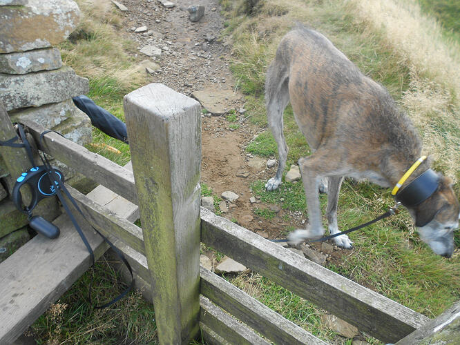 NP8 Gt Whernside-FINN,22-08-26 (11)