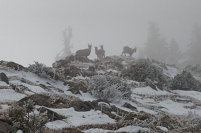 Ibexes