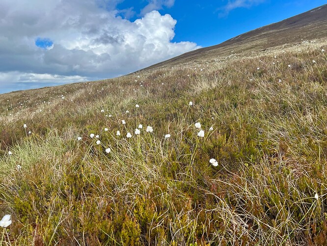 Mountainside flowers