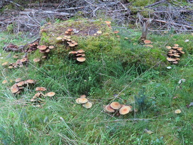 Clash Woods fungi