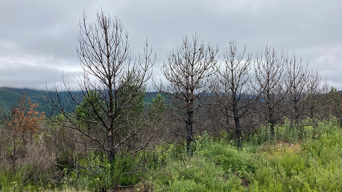 6Trees
