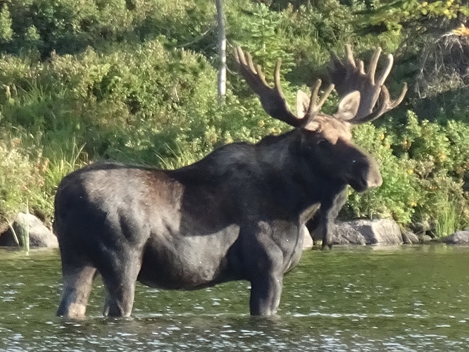 8-Moose