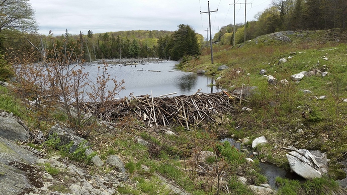 Beaver%20pond