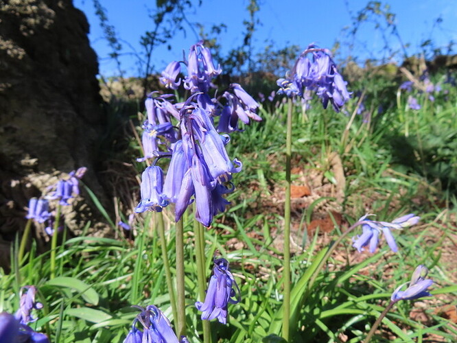 Bardon Hill bluebells