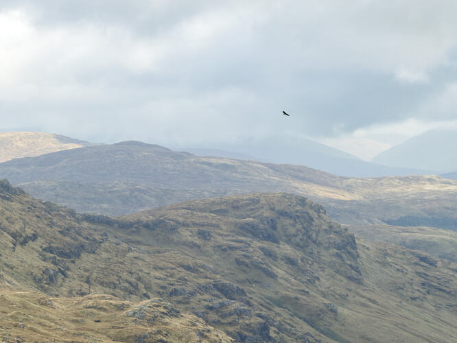 Golden Eagle soaring to the north
