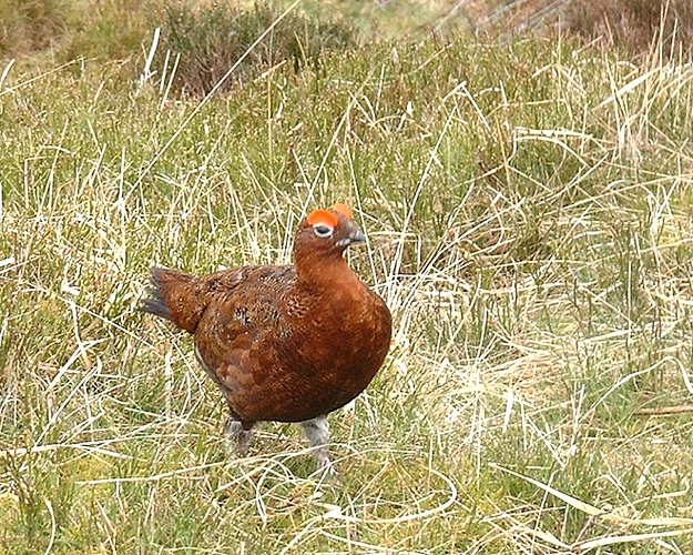 15a - Red Grouse
