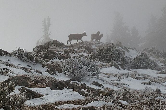 Ibexes profiles