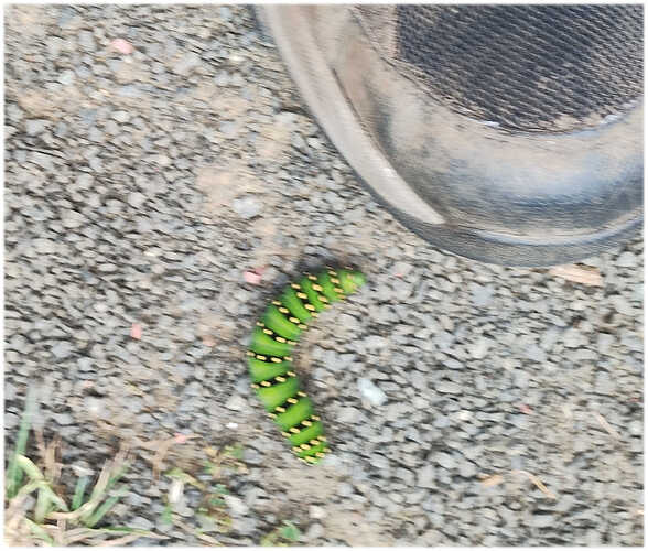 caterpillar