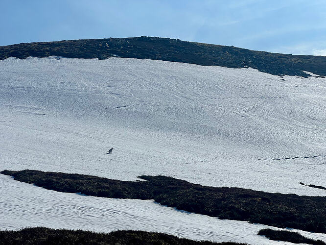 Mountain hare