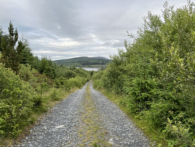 Descending Craignell - forest track
