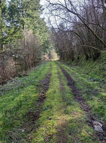 Reasonable track to start through the woods