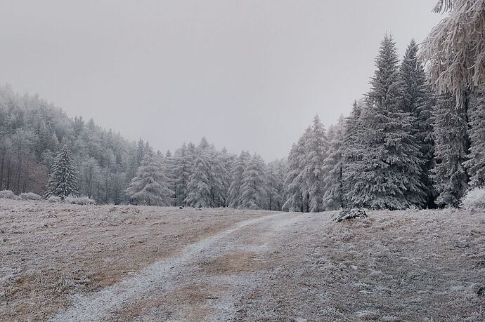 Bucheben
