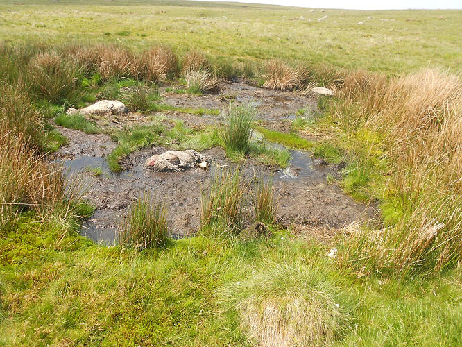 NP7 Ingleborough, 27-05-26 (7)