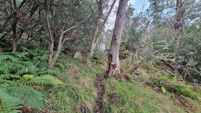 Narrow path passing a tree with an orange track marker